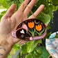 Brown Tulip Rat Stained Glass Ornament