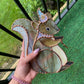 Moon Squirrel Wizard Stained Glass Suncatcher