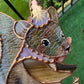 Moon Squirrel Wizard Stained Glass Suncatcher