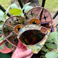 ( has small crack) Lilac Frog Stained Glass Suncatcher