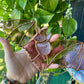Dusty Purple Wizard Bat Stained Glass Suncatcher