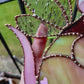 Fairy Rat Stained Glass Suncatcher