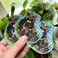 Trashed Raccoon Waterproof Vinyl Sticker 3"